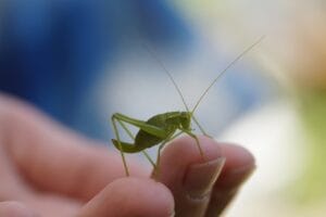 Die 10 besten Insektensauger für Kinder